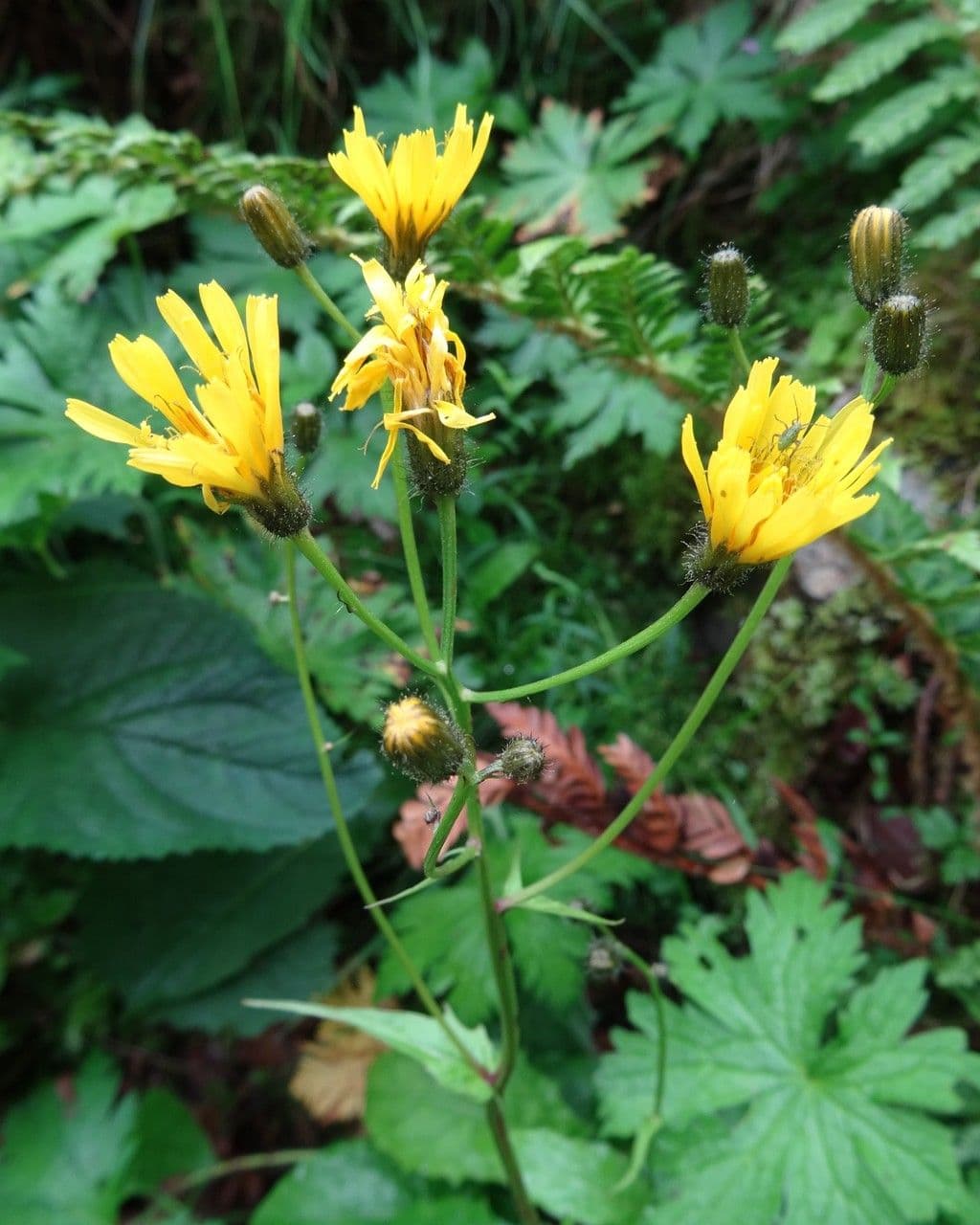 Gänsblume 3