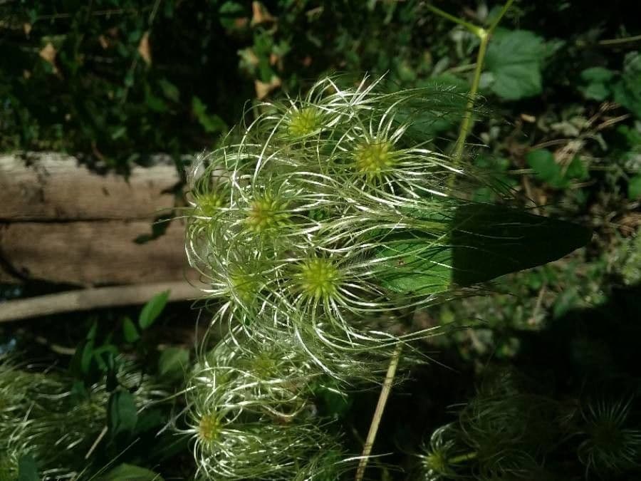 Clematide virginiana 3