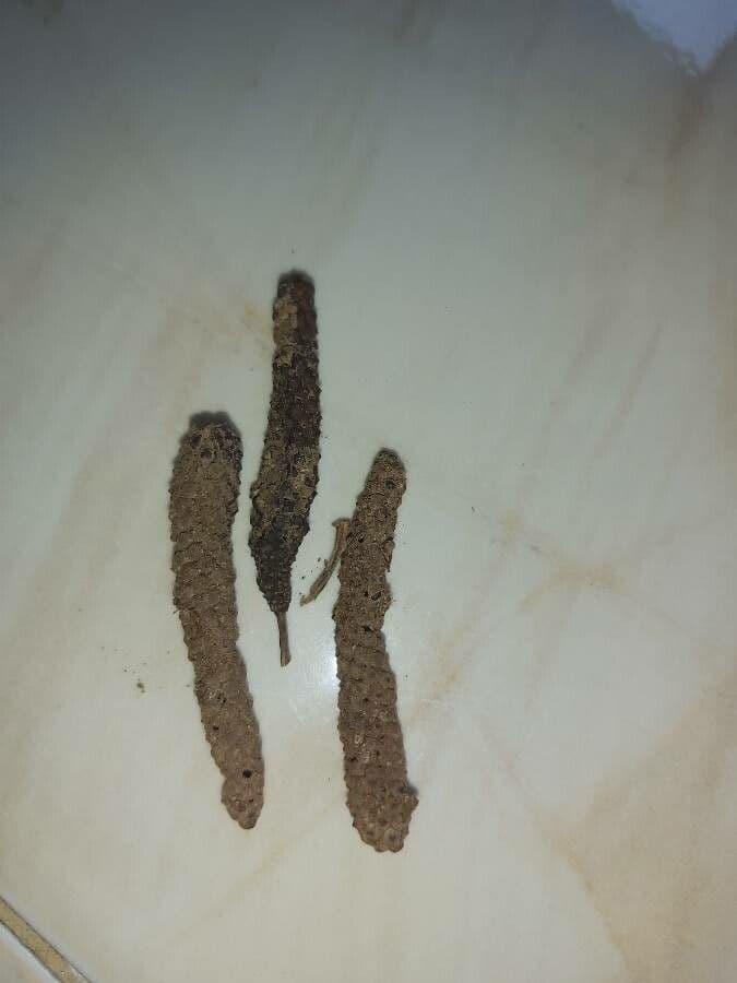 Langer Pfeffer 3