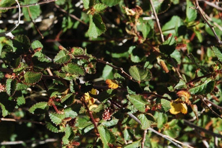 Acalifa californiana 6