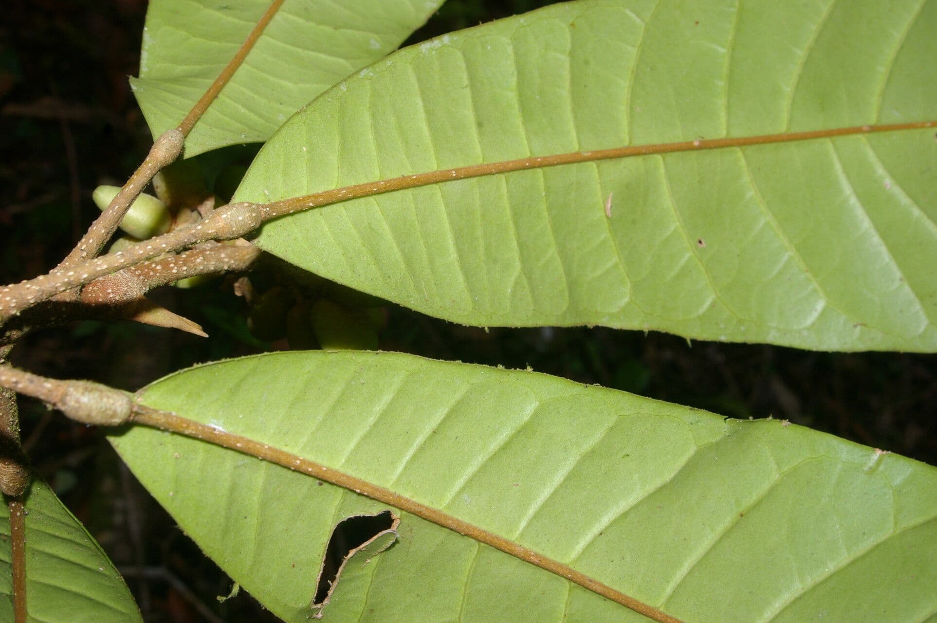 Conchocarpus 14