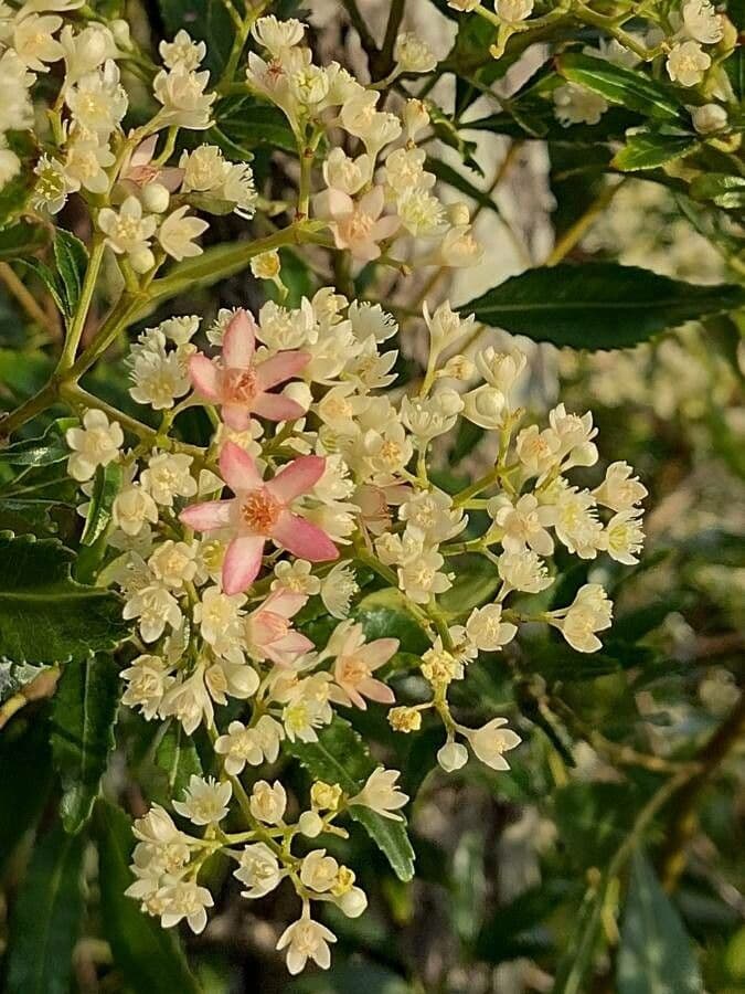 Ceratopetalum gummiferum 6