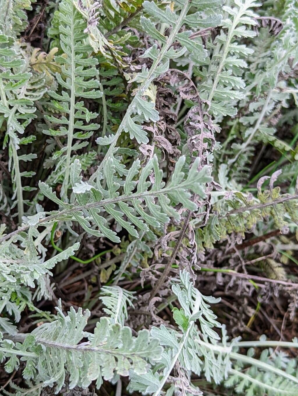 Achillea scutellata 10
