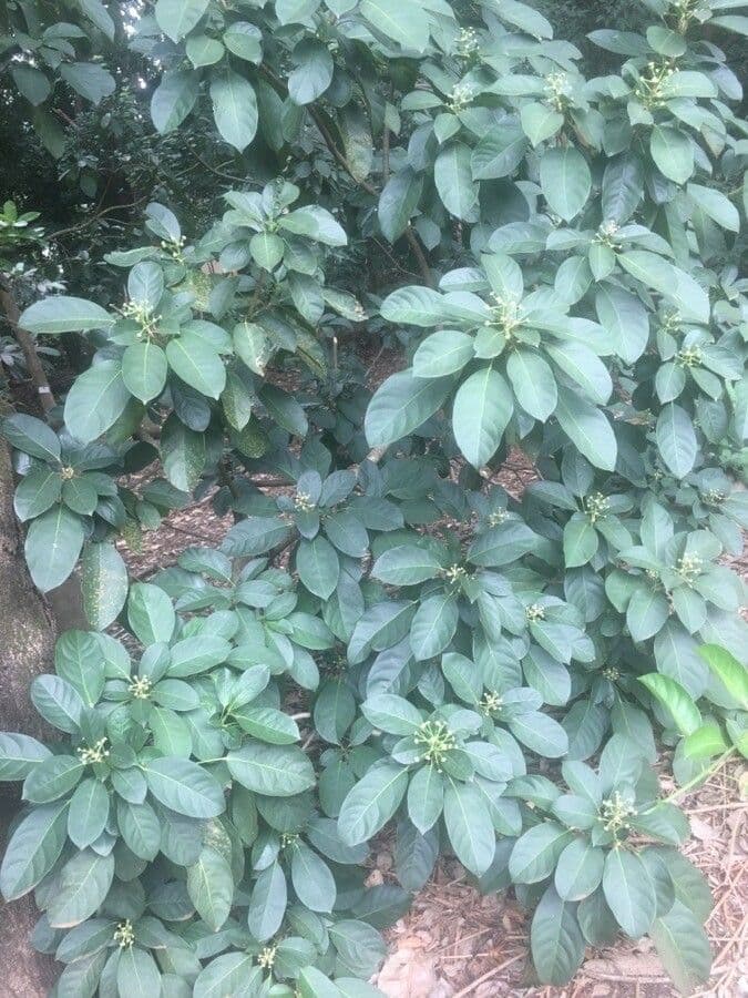 Dendropanax 6