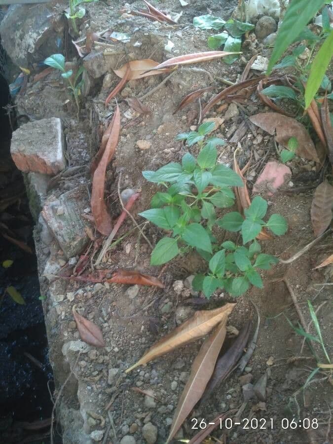 Synedrella nodiflora 13