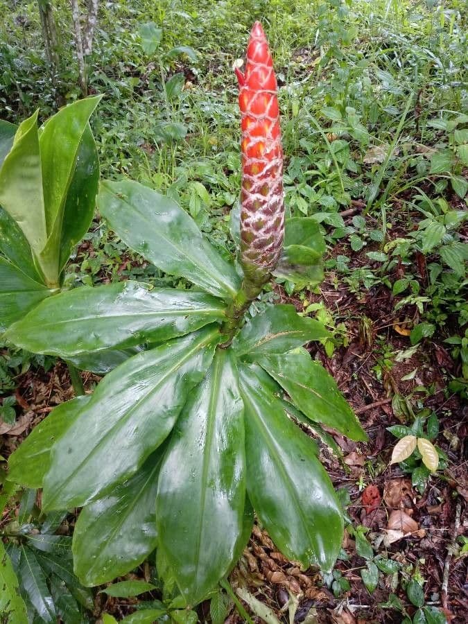 Costus 8