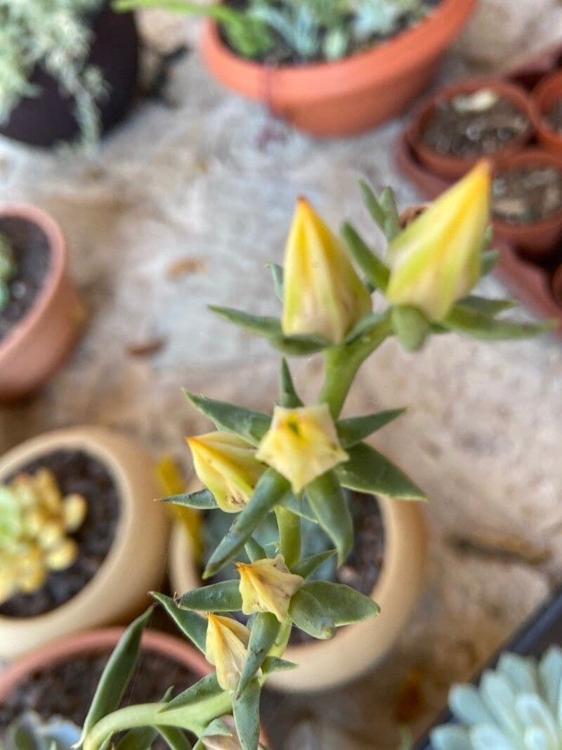Echeveria