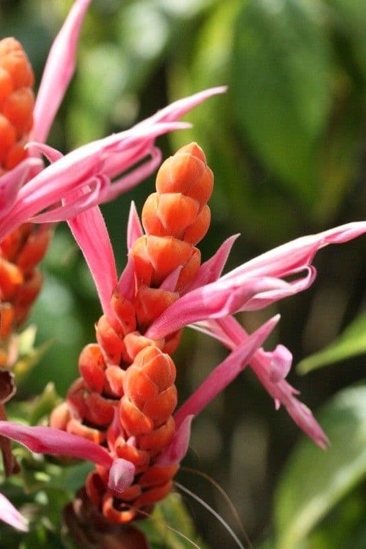 Aphelandra 4
