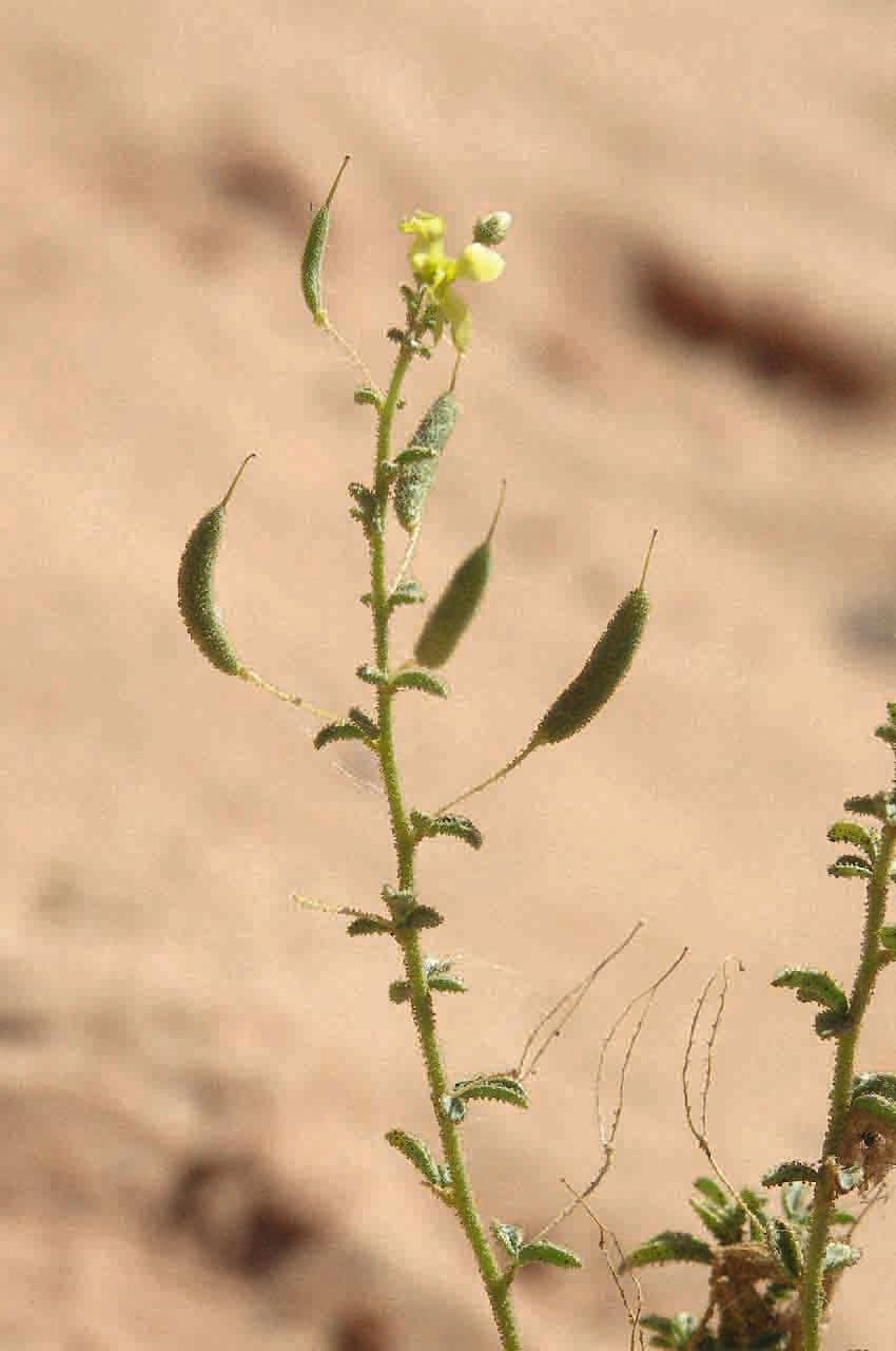 Cleome a frutto corto 7