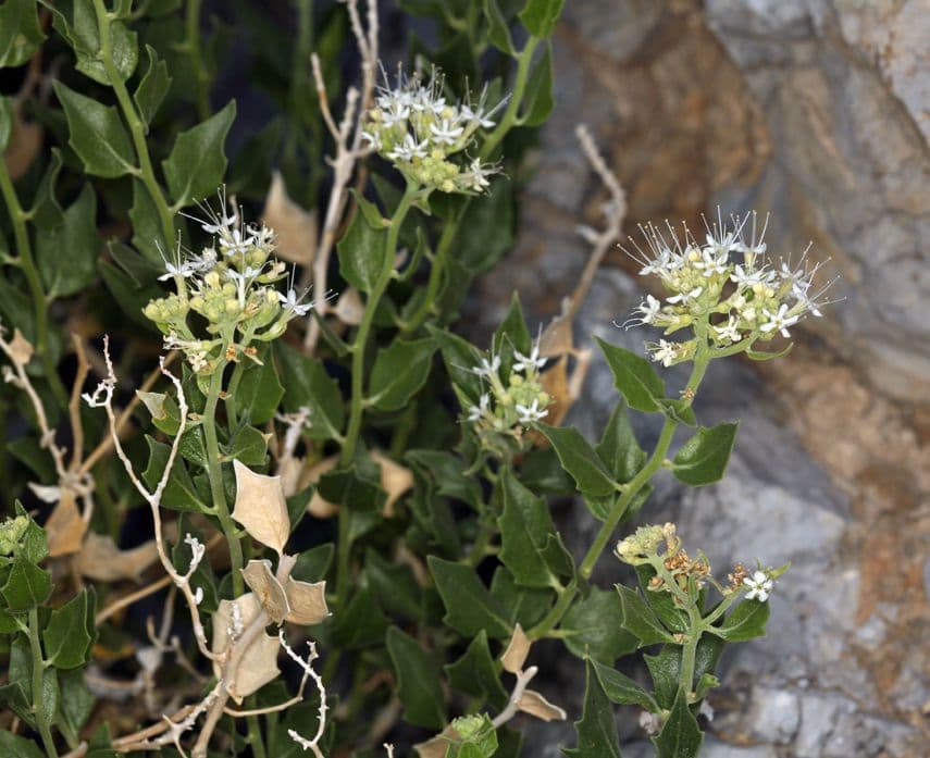 Petalonyx 7