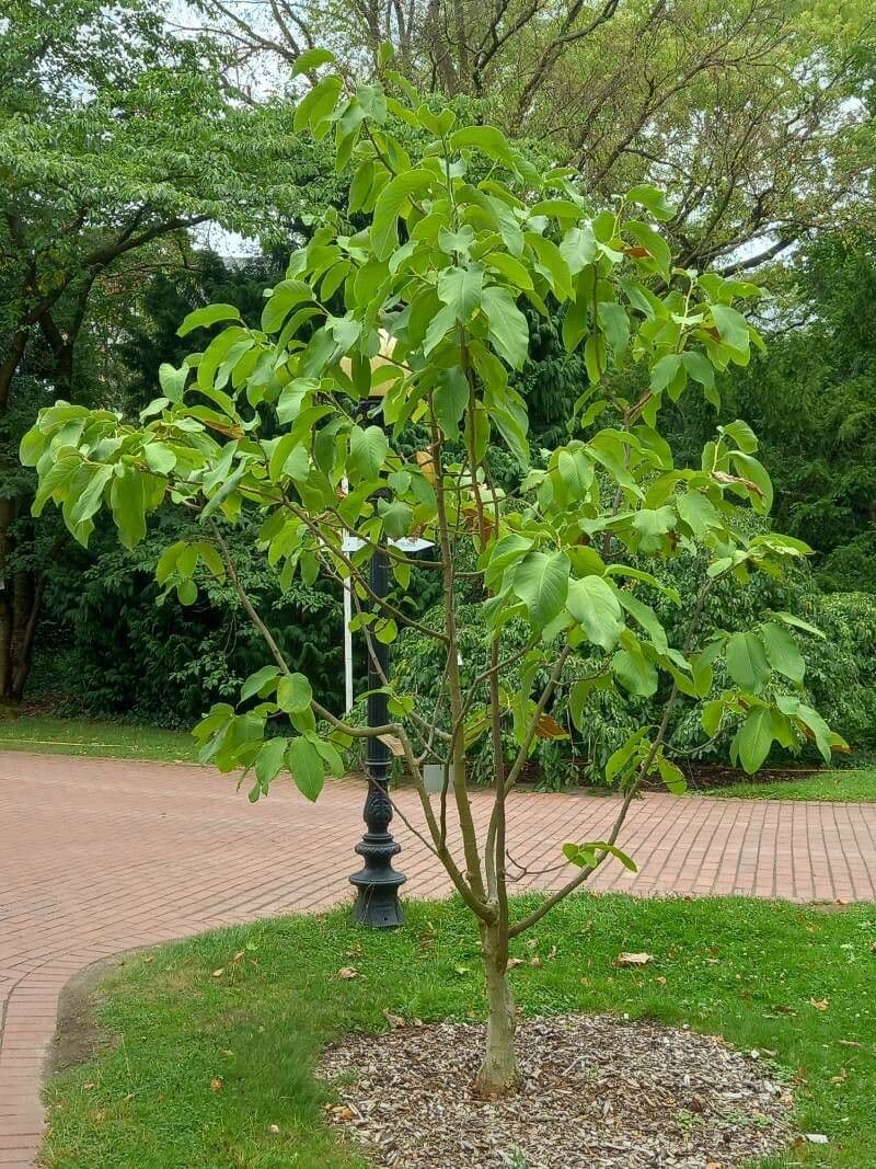 Magnolia di Campbell 10