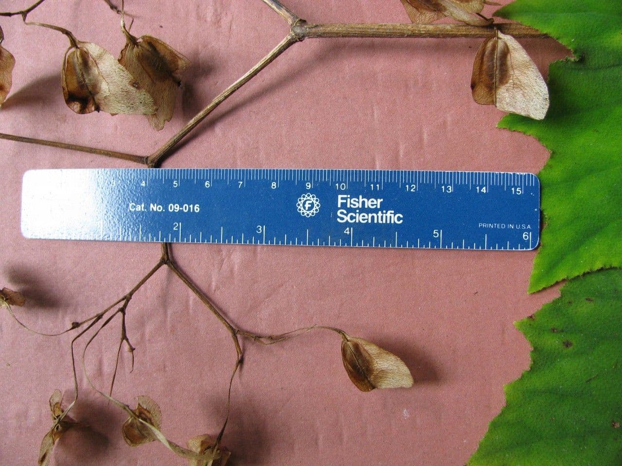 Begonia 20