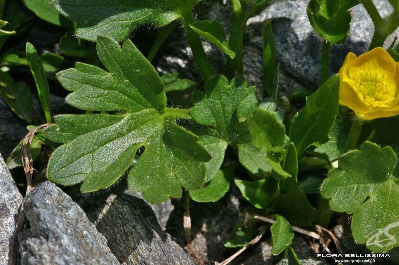 Ranunculus aduncus 18