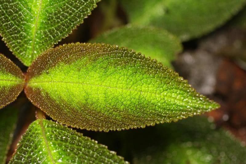 Nautilocalyx