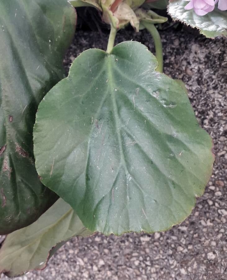 Bergenia cordifolia 17