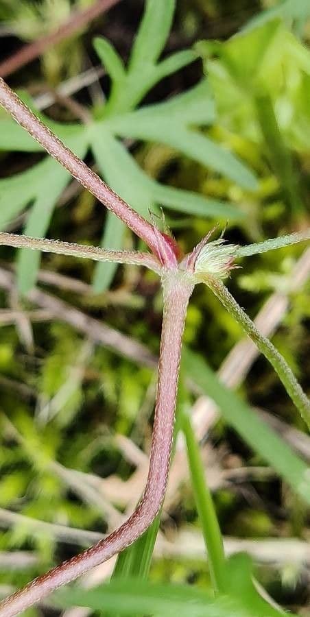 Géranium colombin 23