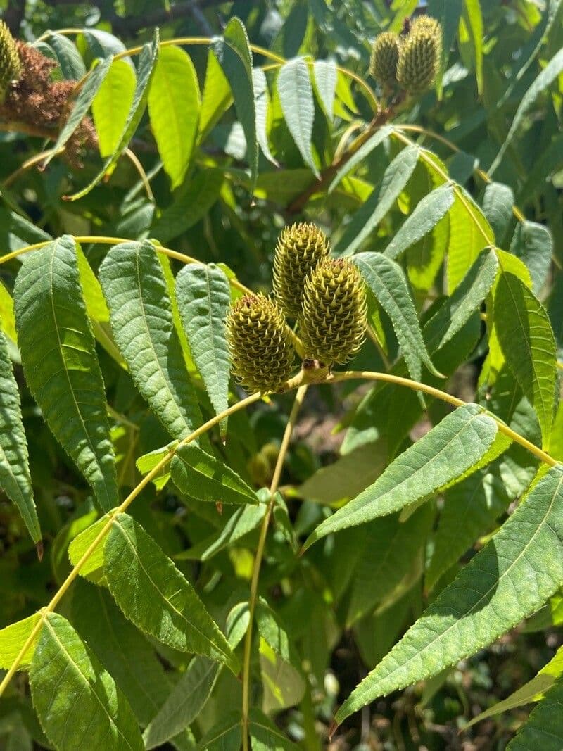 Platycarya strobilacea 16