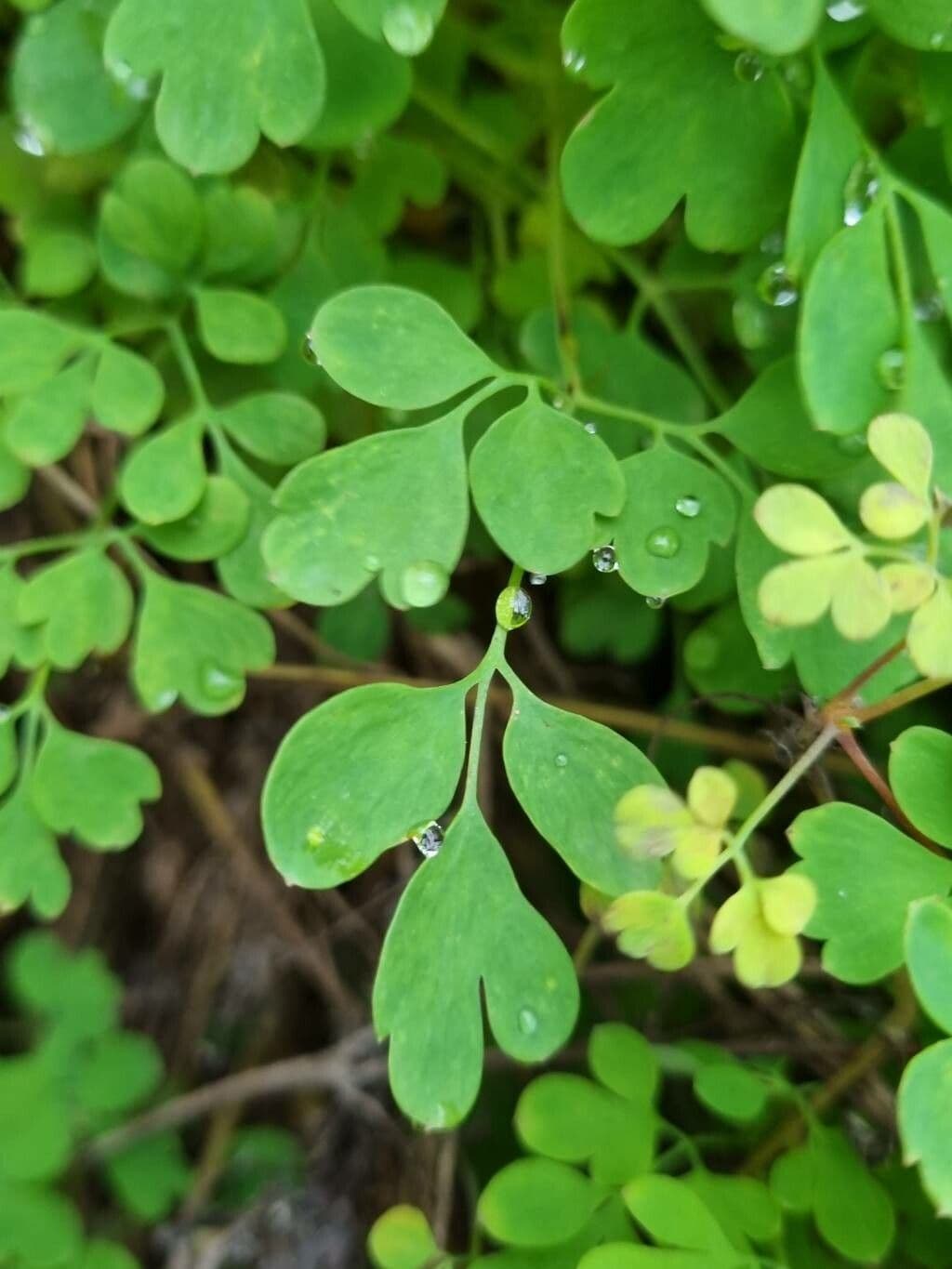 Colombina gialla 20