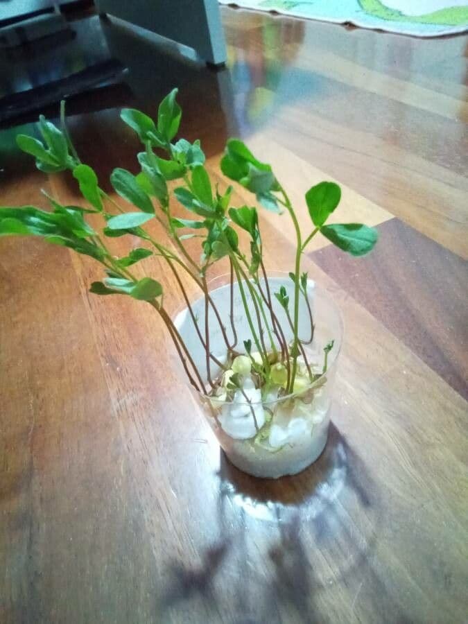 Soczewica jadalna 12