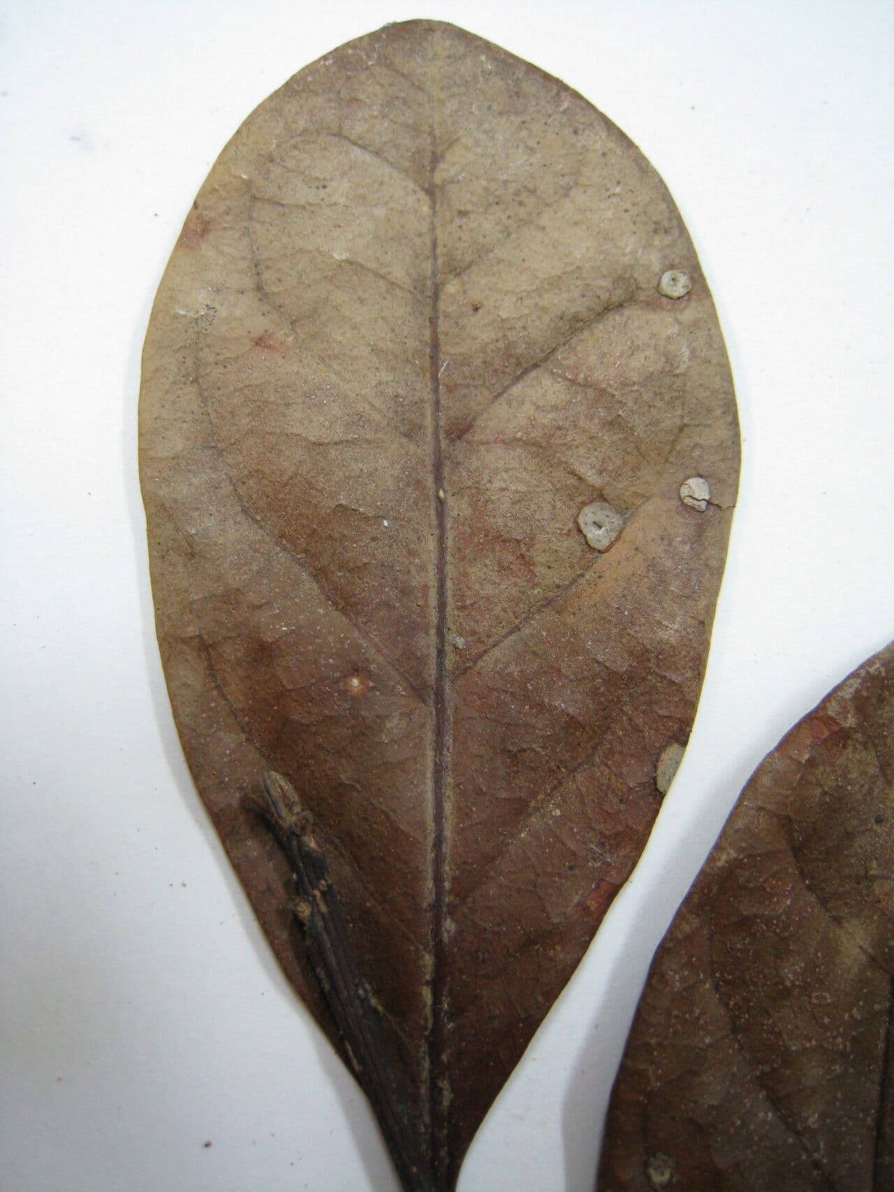 Chrysophyllum 11