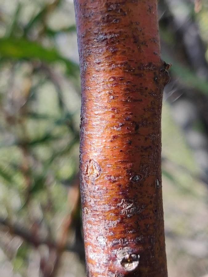 Acacia saligna 24