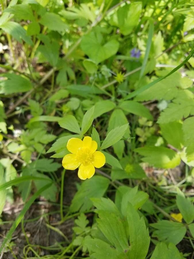 Ranunculus hispidus 5