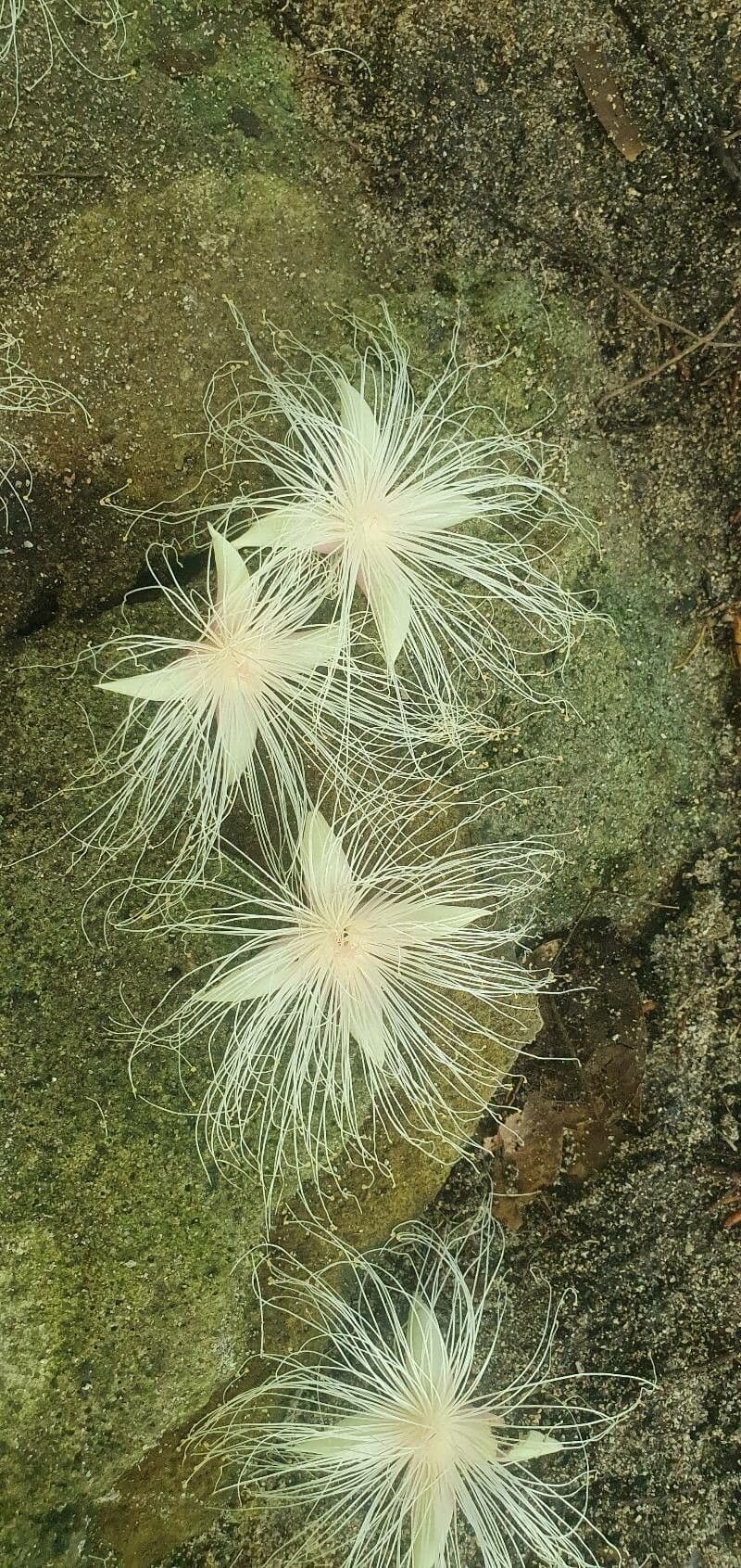 Barringtonia 4