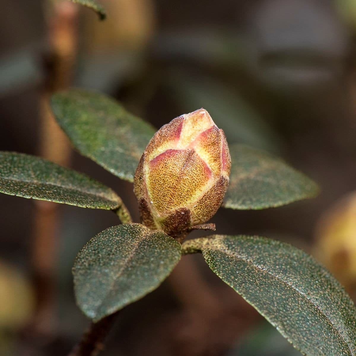 Rododendro 17