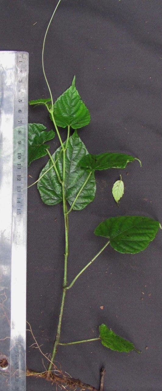 Vitis tiliifolia 26