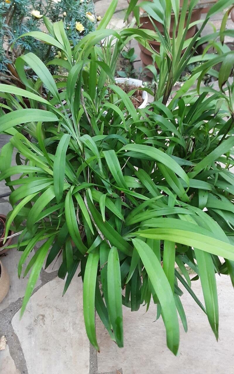 Dianella 5