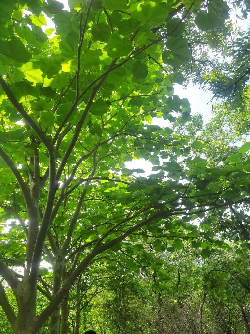 Sterculia 2