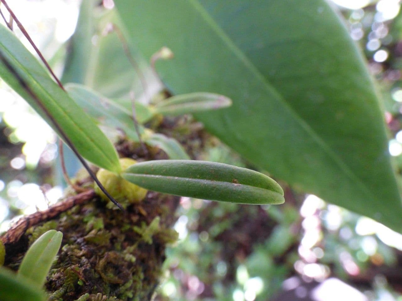 Bulbophyllum 12