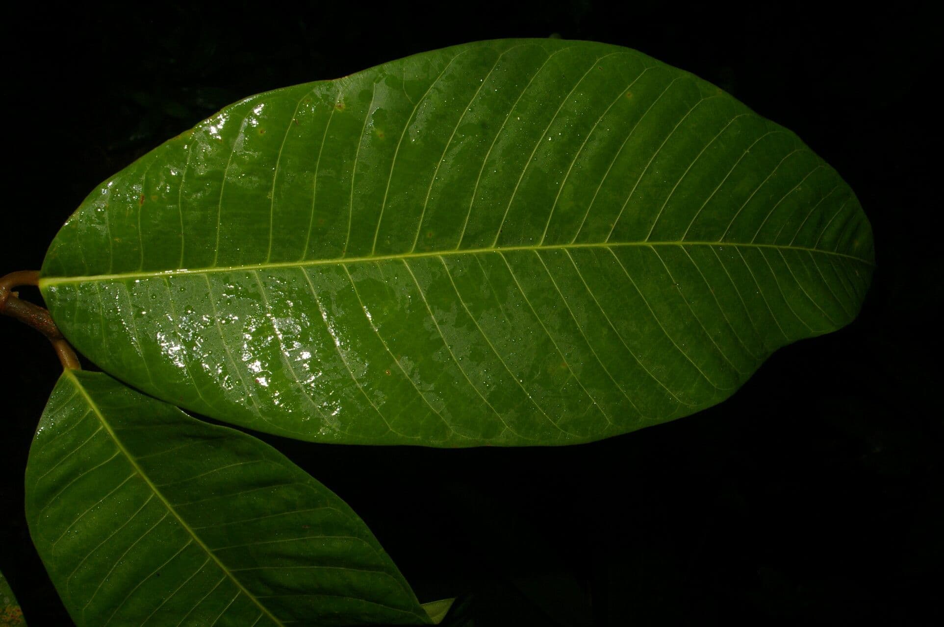 Milchbaum 2
