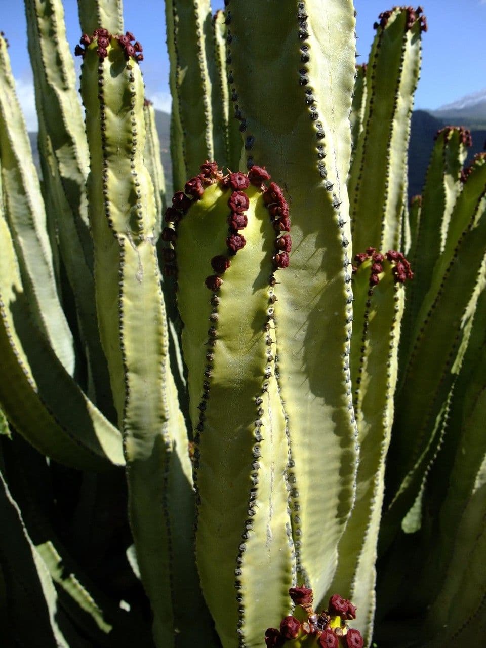 Tabaiba gigante 23