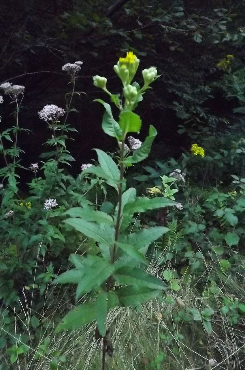 Bayonner Greiskraut 16