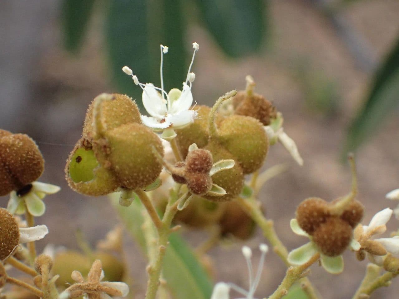 Cossinia pinnata 9