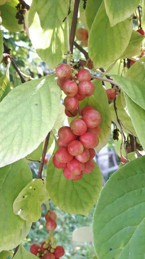 Schisandra chinensis 4