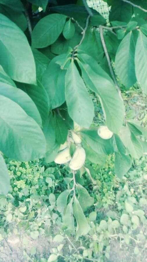 Asimina 2