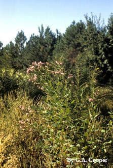Lespedeza violacea 9