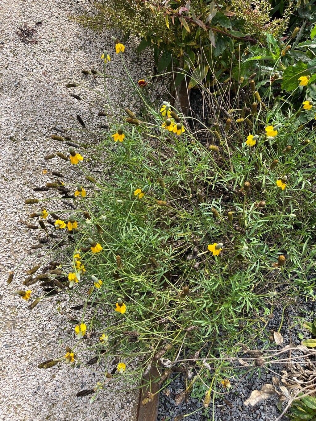 Ratibida columnifera 8