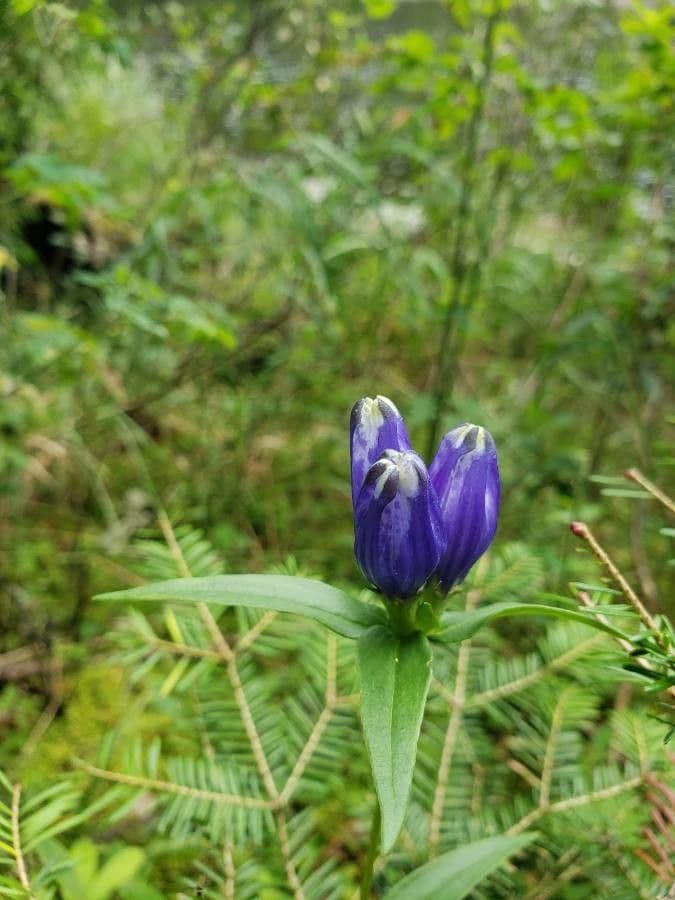 Genziana lineare 5
