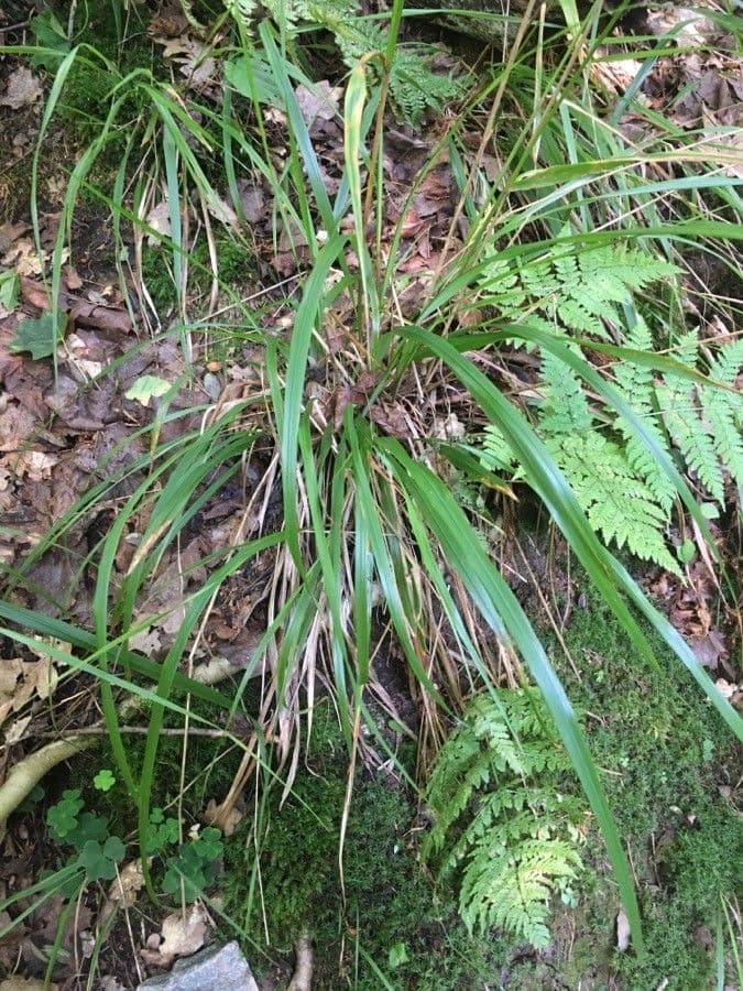 Wald-Schwingel 4