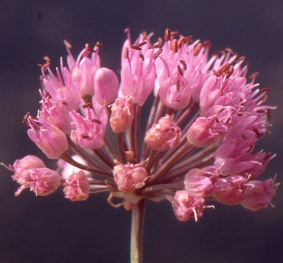 Aglio perenne 3