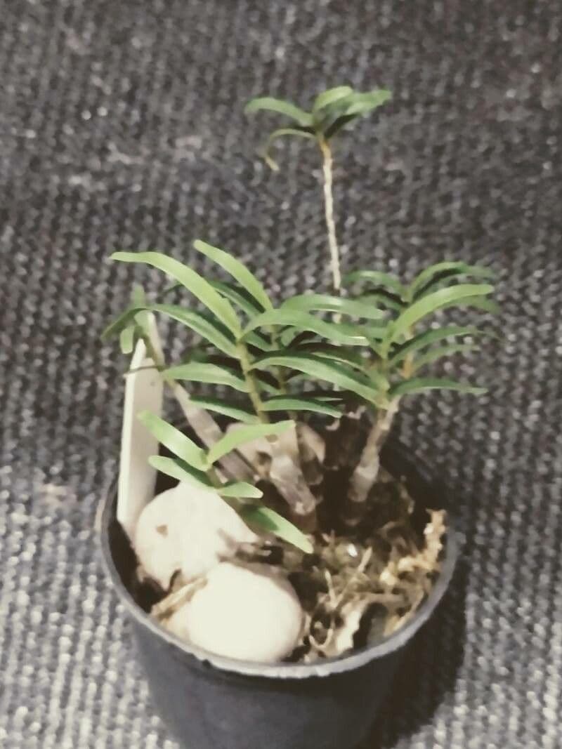 Dendrobium