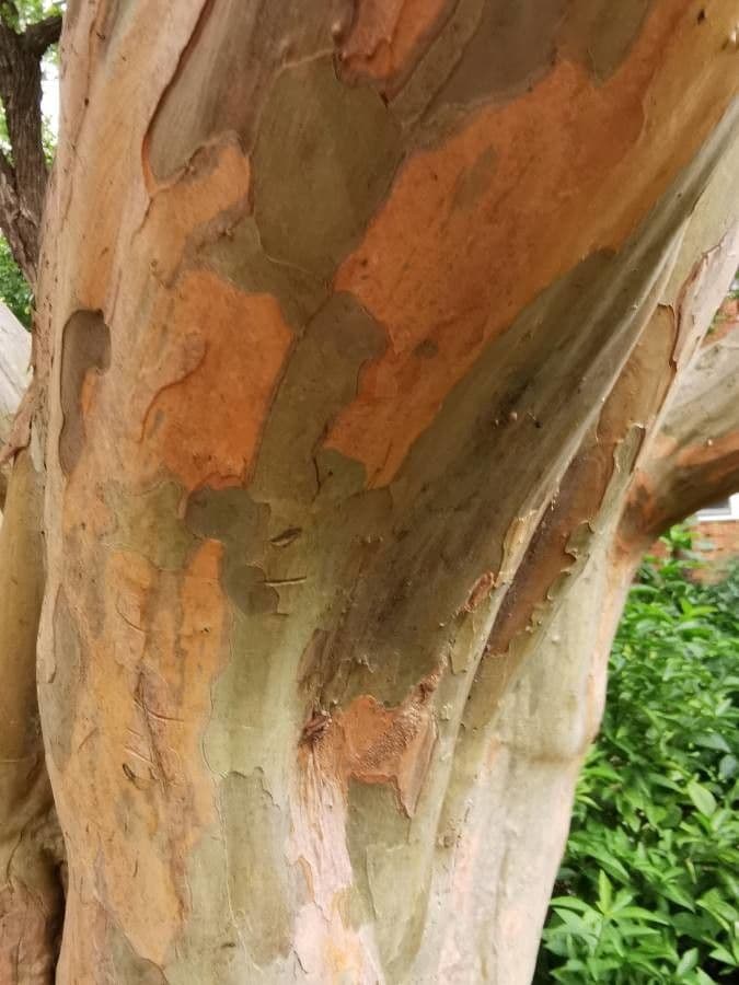 Lagerstroemia splendide 25