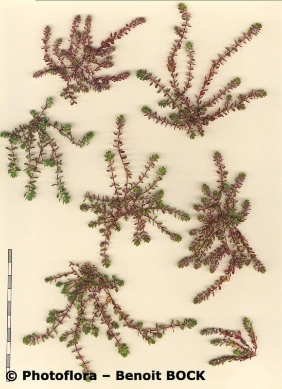 Ilécebro 19