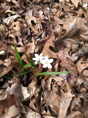 Claytonia 9