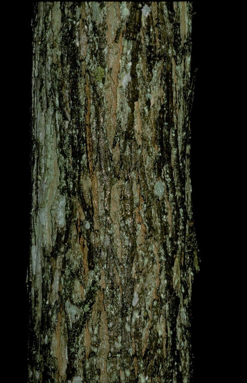 Noyer de pécans 7