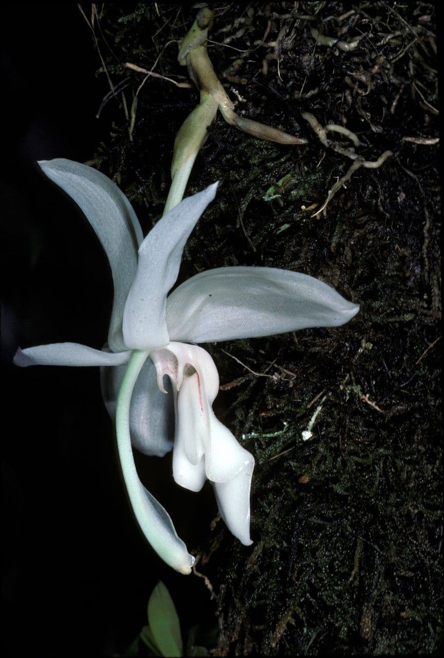 Stanhopea