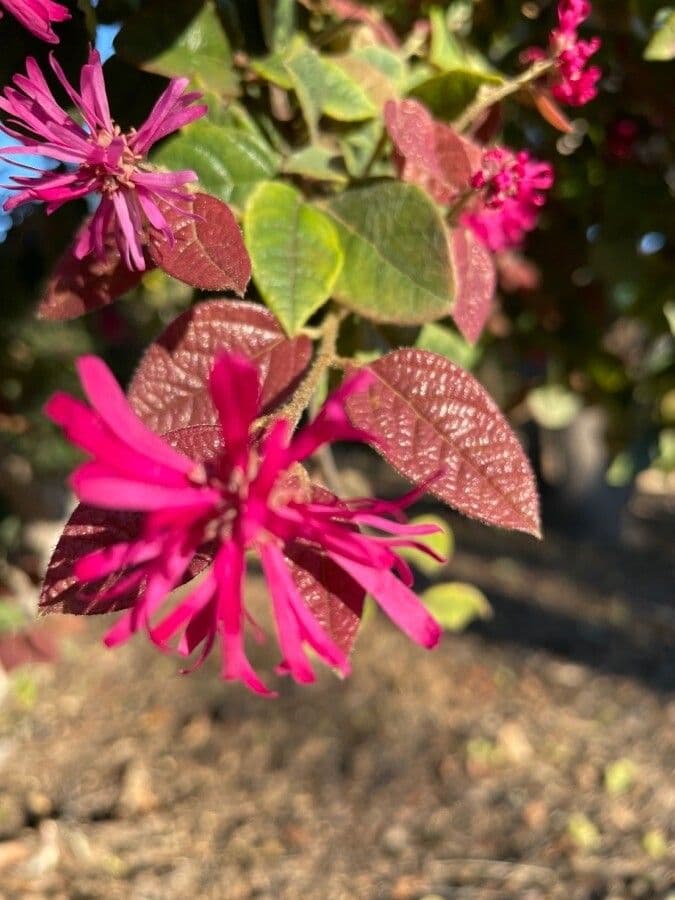 Loropetalum cinese 6